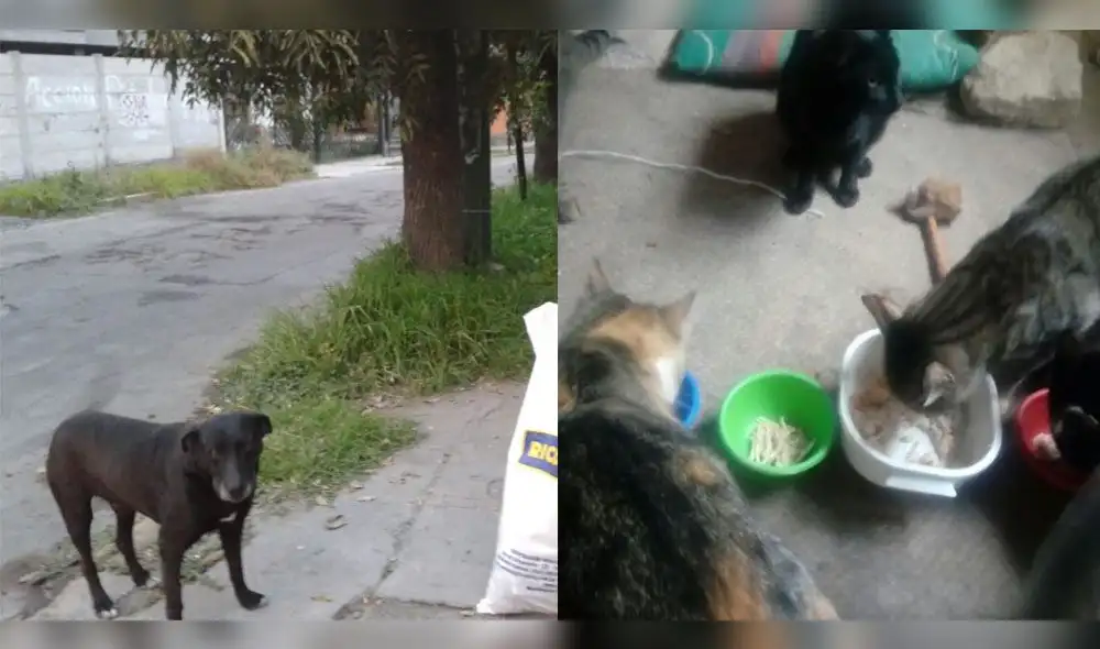 perros y gatos perros y gatos