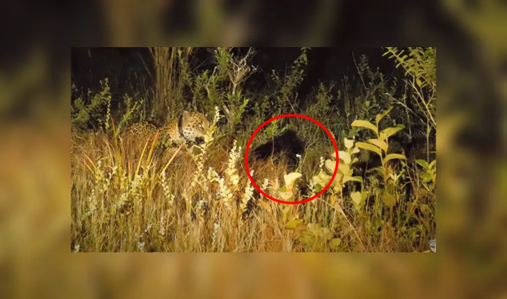 Desliza hacia la izquierda para ver las escenas del viral de Facebook. Foto: ViralHog. Desliza hacia la izquierda para ver las escenas del viral de Facebook. Foto: ViralHog.