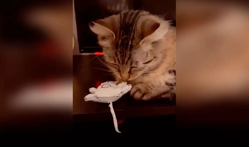 Desliza las imágenes para conocer la conmovedora historia de una gatita que perdió a su bebé y recibió el apoyo de su dueña. Foto: captura de TikTok