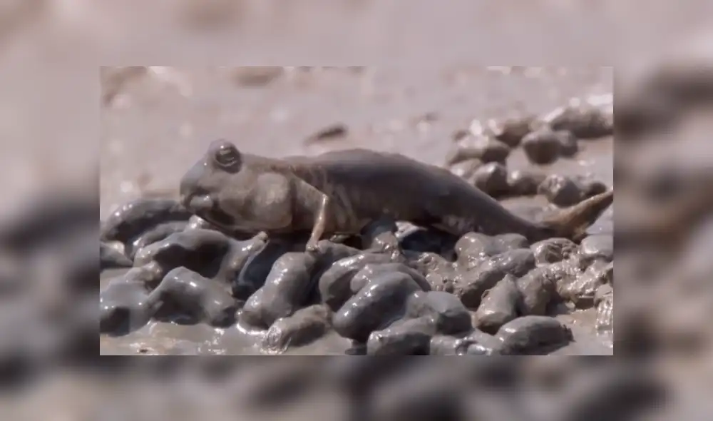 Desliza para ver los detalles del video viral de Facebook. Foto: Captura. Desliza para ver los detalles del video viral de Facebook. Foto: Captura.