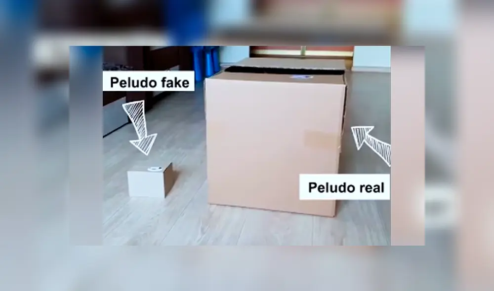 Desliza las imágenes hacia la izquierda para apreciar el entretenido momento entre un joven junto a su gato. Foto: Captura.