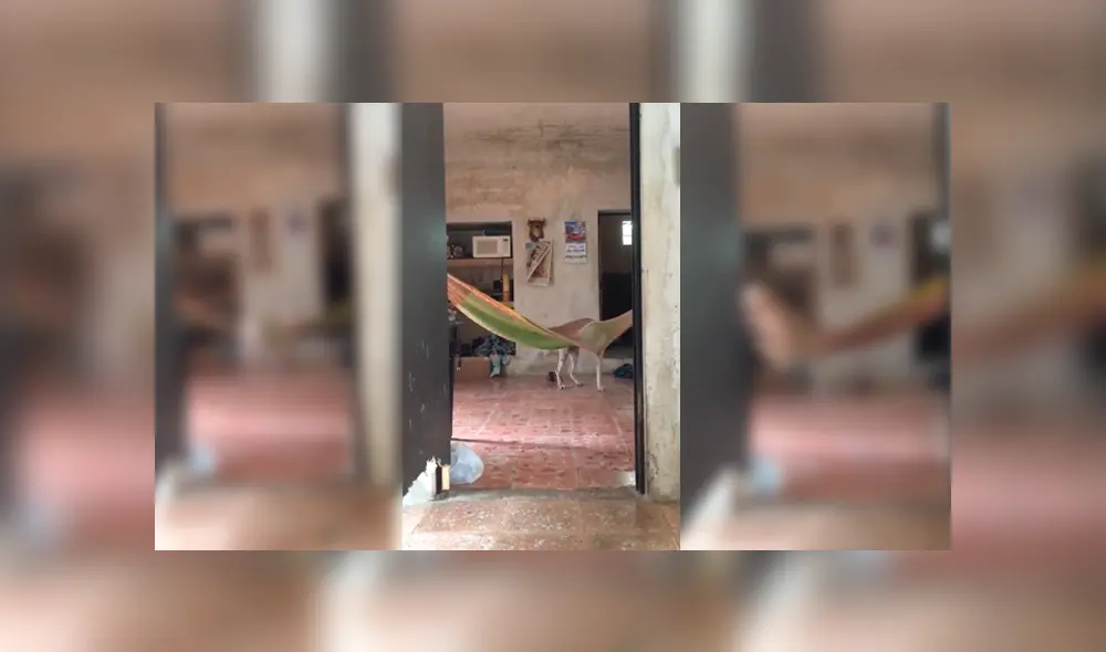 Desliza para ver los detalles del video viral publicado en Facebook. Foto: Captura.