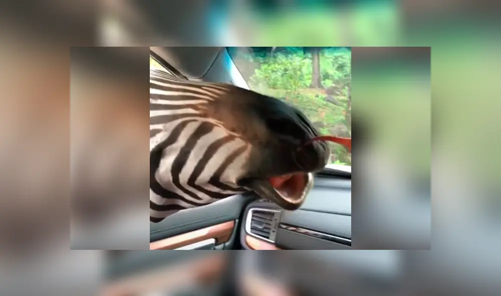 Un grupo de turistas fueron sorprendidos por una hambrienta cebra en su recorrido de safari.