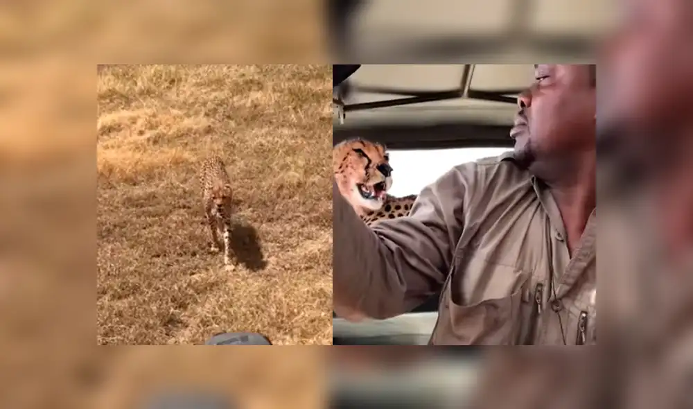 Chita invadió auto en Tanzania y reacción de familia impacta en la red [VIDEO]