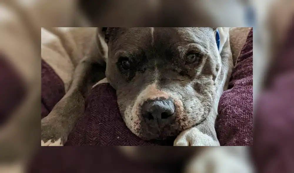 En Facebook, un perro tuvo que esperar por un largo tiempo para recibir el cariño y amor de una familia.