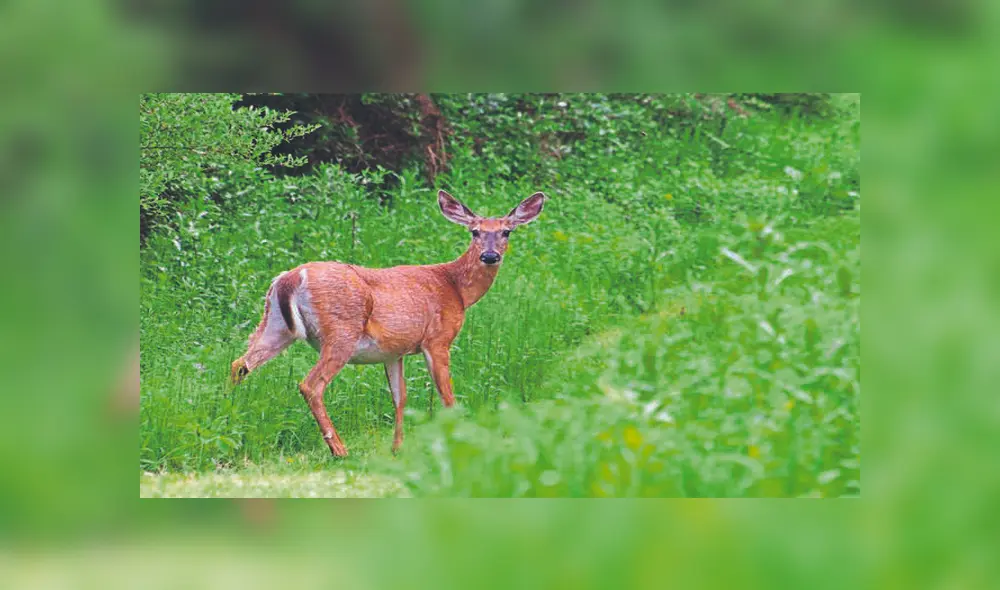 Adolescentes matan a ciervo a patadas y le arrancan su asta; son acusados de crueldad animal [VIDEO] 