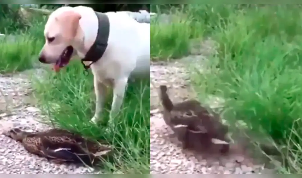 En Facebook: Pato se hace el muerto para evitar que perro lo atrape [VIDEO]