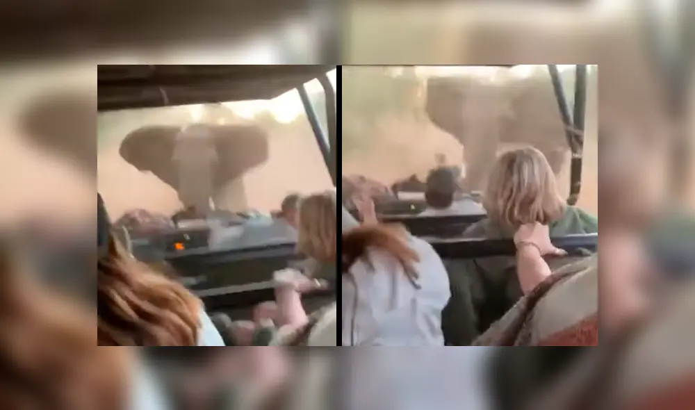 elefante embiste auto sudáfrica elefante embiste auto sudáfrica