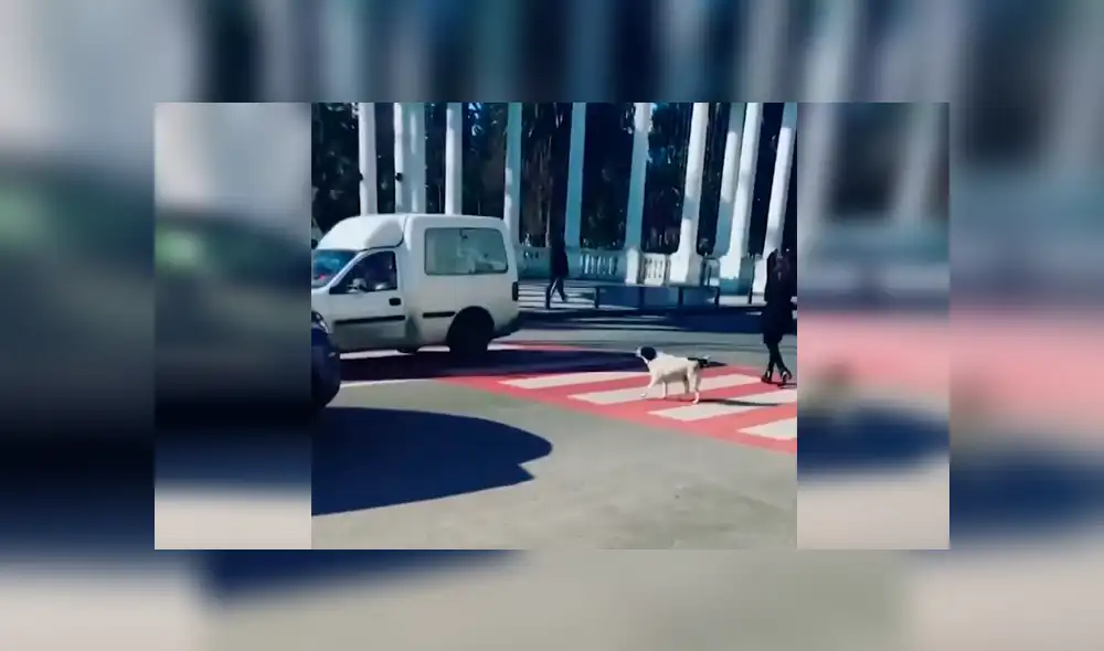 En Facebook, un perro ladró fuerte a los conductores con la intención que paren y dejen cruzar a unos niños. En Facebook, un perro ladró fuerte a los conductores con la intención que paren y dejen cruzar a unos niños.