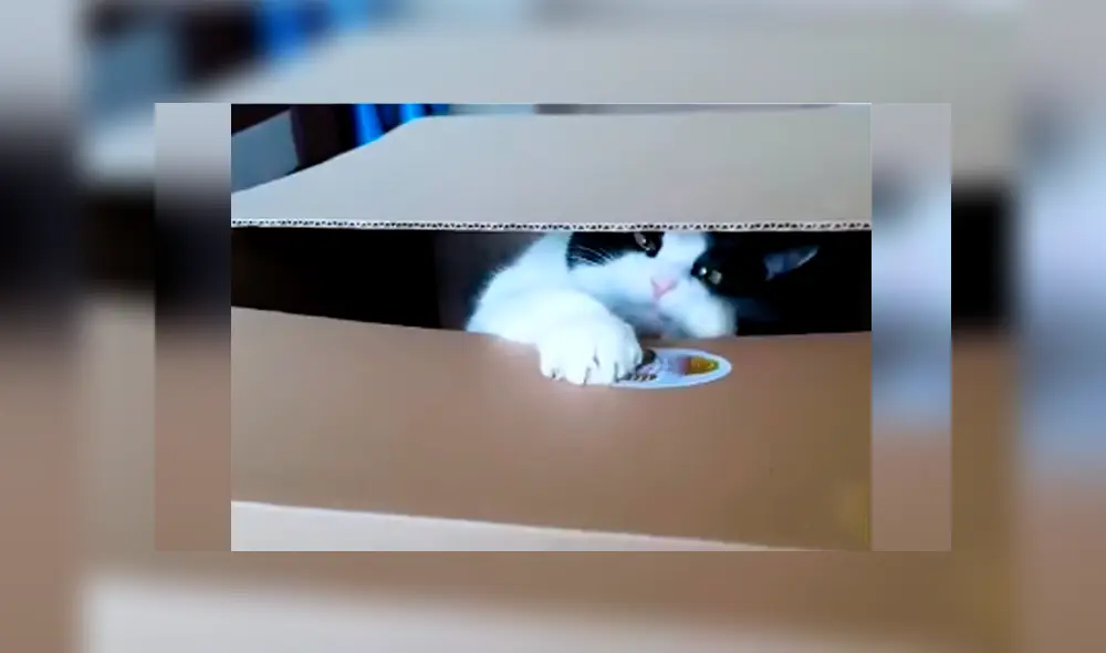 Desliza las imágenes hacia la izquierda para apreciar el entretenido momento entre un joven junto a su gato. Foto: Captura.