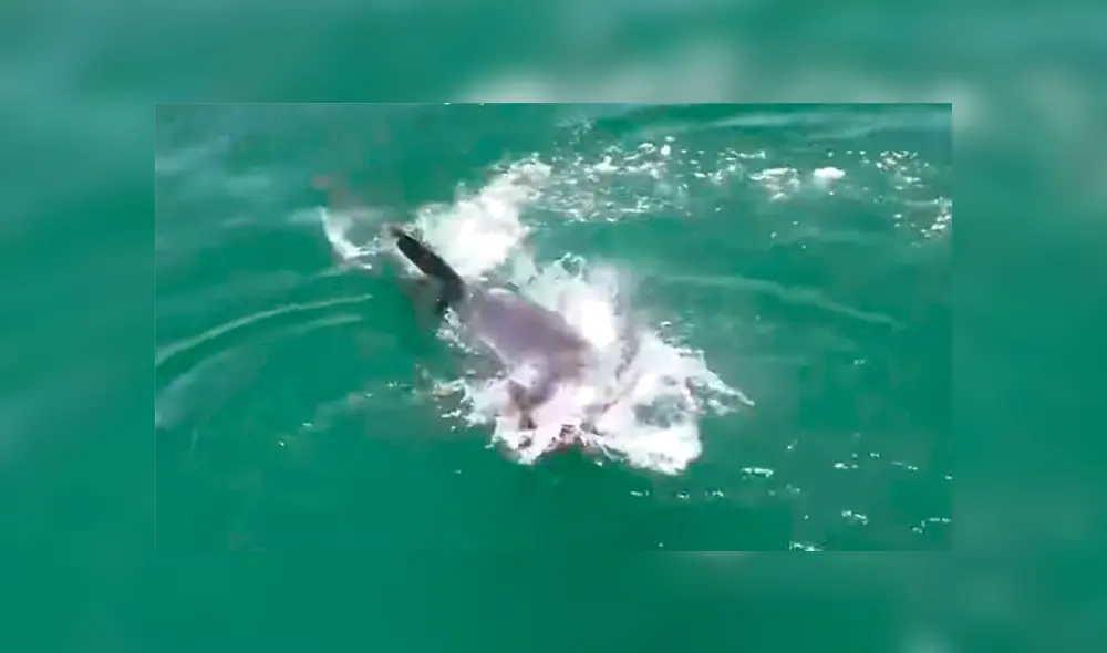 Desliza para ver los momentos más impactantes del video que se hizo viral en YouTube. Desliza para ver los momentos más impactantes del video que se hizo viral en YouTube.