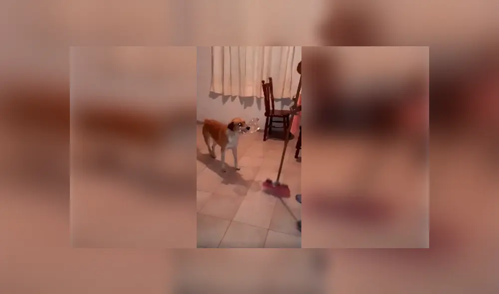 Desliza las imágenes para apreciar las divertidas actuaciones que hizo una mujer acompañada de su perro. Desliza las imágenes para apreciar las divertidas actuaciones que hizo una mujer acompañada de su perro.
