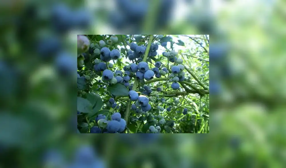 Exportaciones de arándanos llegaron a los 589 millones de dólares en el 2018