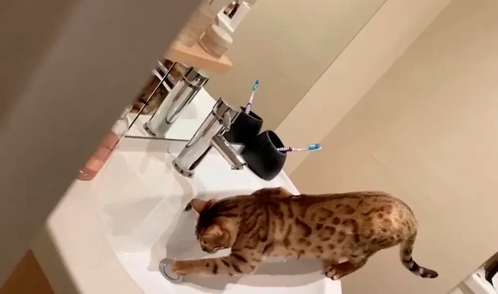 El gato también aprendió a bloquear el desagüe. Foto: Kennedy News and Media