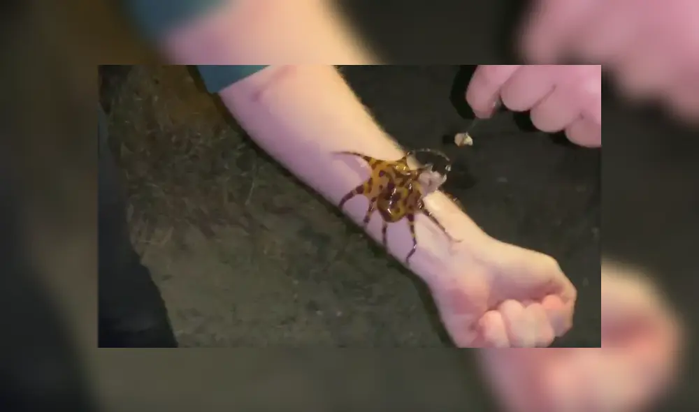 Una transmisión en vivo en Facebook muestra a la letal criatura que caminó sobre el brazo de un joven.