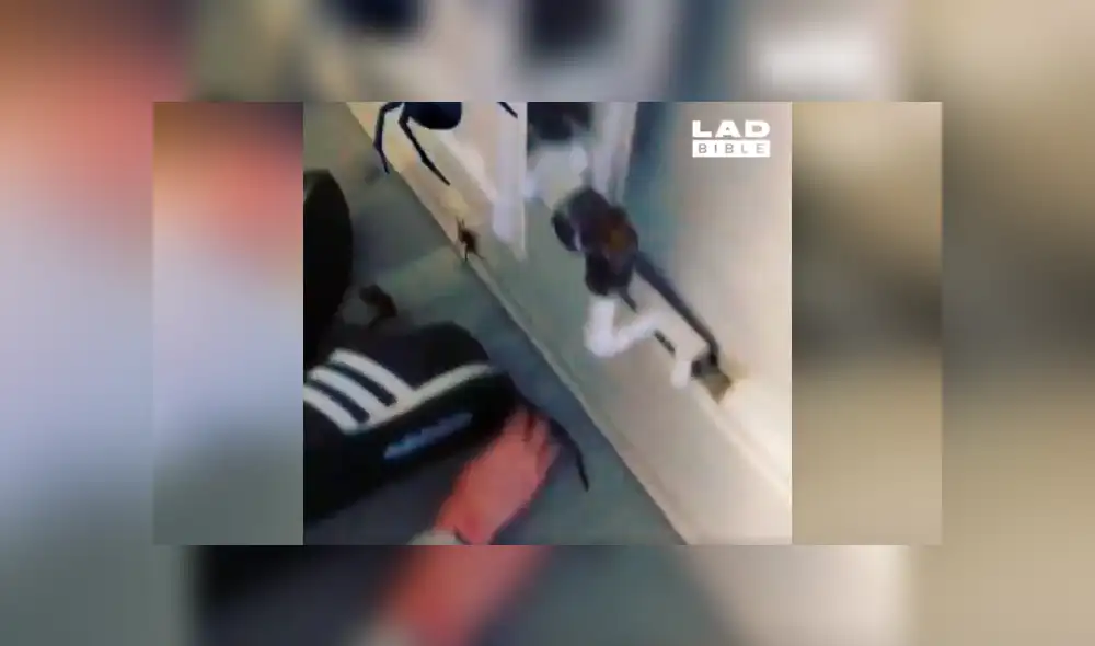Facebook viral: ola de críticas por niño que manipula descomunal araña ante la vista de su padre [VIDEO]
