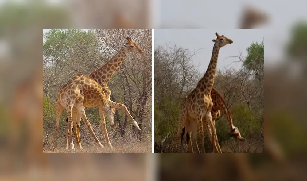 En YouTube, unas dos jirafas tuvieron una épica pelea en medio de la selva y fueron captados por unos jóvenes. En YouTube, unas dos jirafas tuvieron una épica pelea en medio de la selva y fueron captados por unos jóvenes.