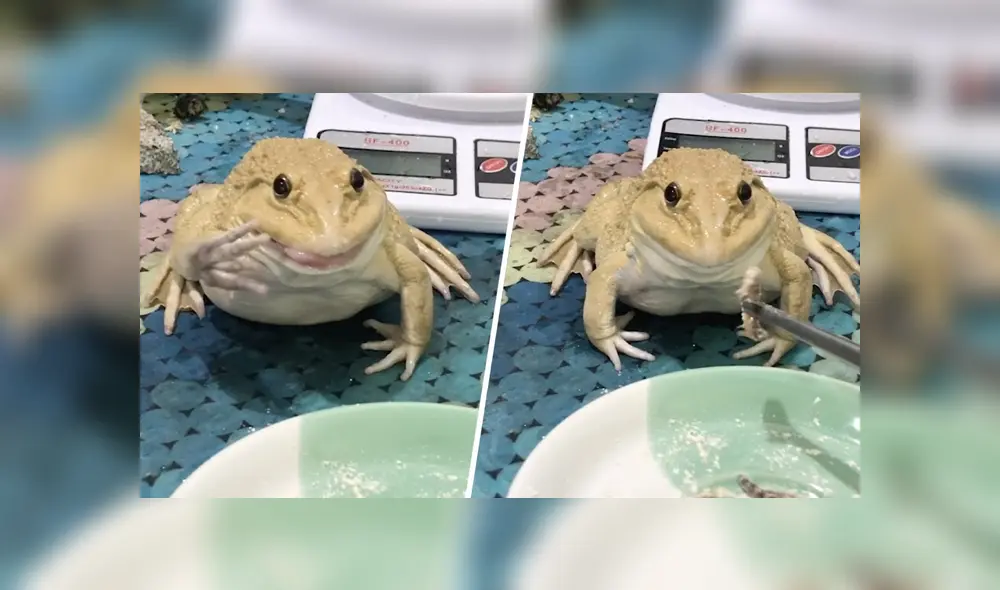 Desliza para ver los detalles del video viral publicado en TikTok. Foto: Captura.