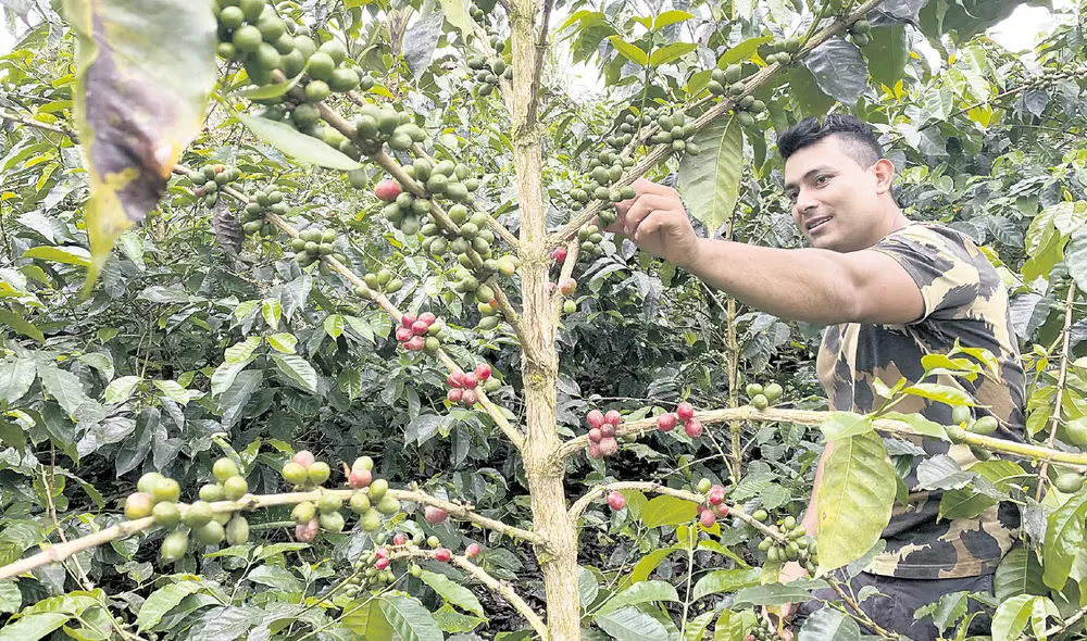 Cosecha. Campesinos recolectan pepas de café en La Convención, provincia cusqueña. Foto: La República Cosecha. Campesinos recolectan pepas de café en La Convención, provincia cusqueña. Foto: La República