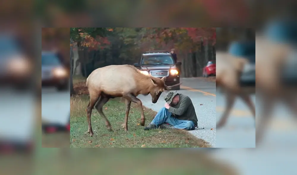 Vía Facebook. La actitud del hombre tras recibir el furioso ataque del animal dejó a más de uno con la boca abierta Vía Facebook. La actitud del hombre tras recibir el furioso ataque del animal dejó a más de uno con la boca abierta