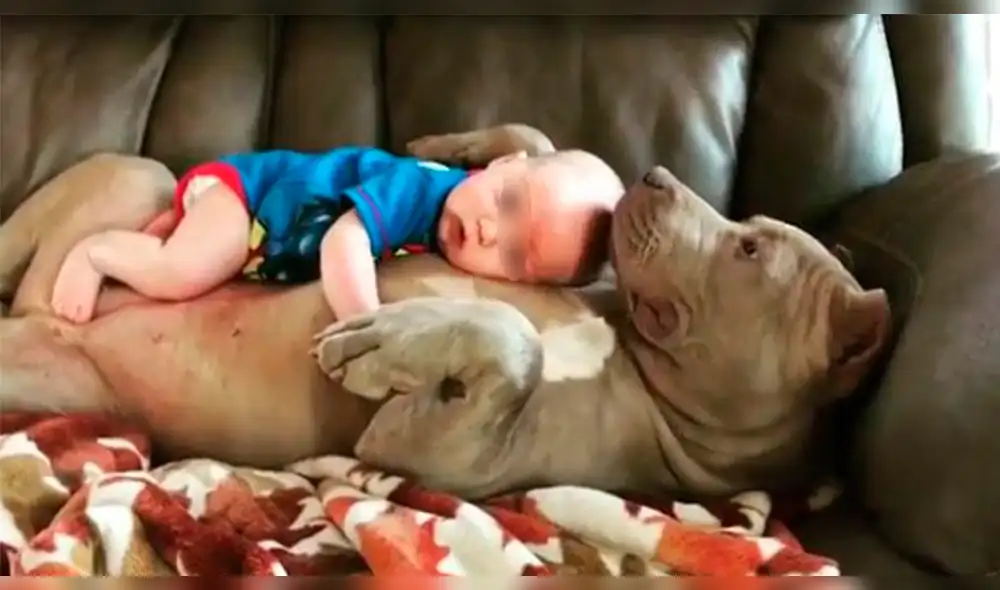 YouTube: pitbull recatado de las peleas callejeras se vuelve la mejor hermana de estos niños YouTube: pitbull recatado de las peleas callejeras se vuelve la mejor hermana de estos niños