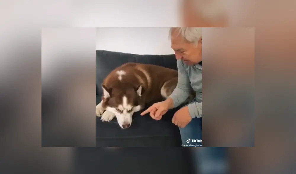 A través de Facebook se hizo viral curioso entrenamiento que tuvo un perro para evitar el coronavirus. A través de Facebook se hizo viral curioso entrenamiento que tuvo un perro para evitar el coronavirus.