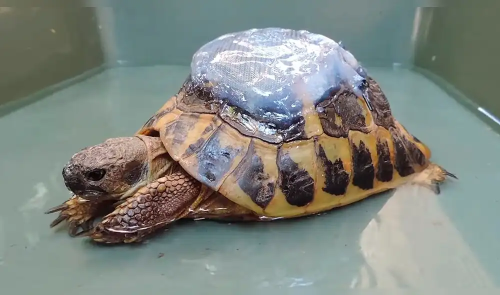 Facebook: veterinarios reconstruyen caparazón de tortuga y causan sorpresa en las redes