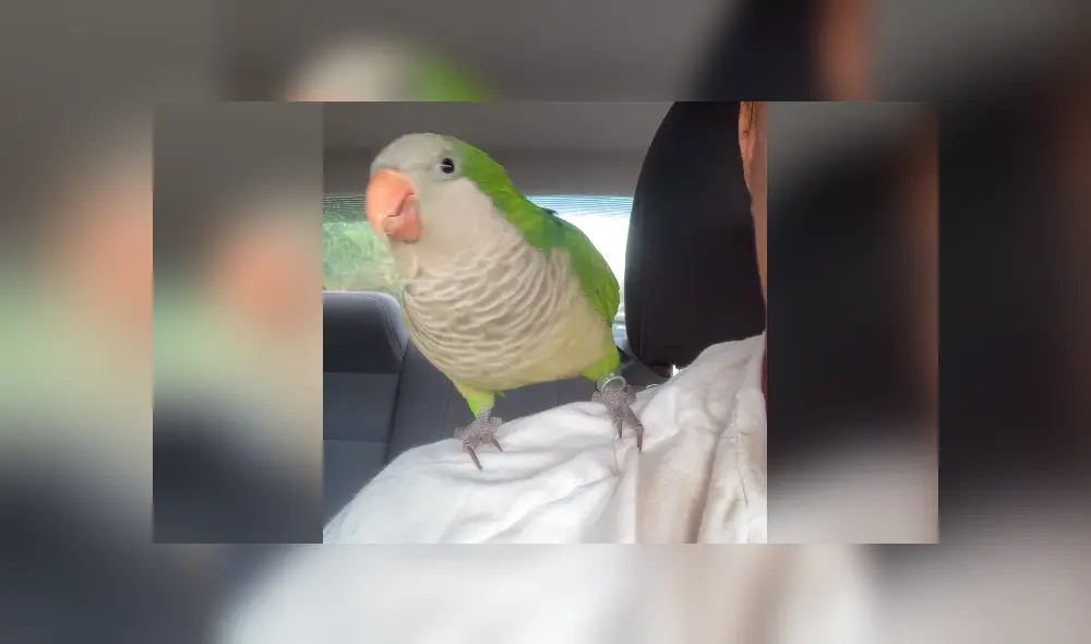 El video viral de Facebook enternece las redes por el curioso comportamiento de un loro.