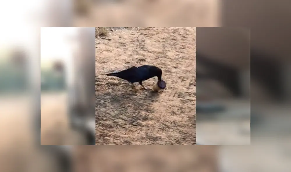 Video es viral en YouTube. El ave ha dejado a más de uno con la boca abierta, al resolver de forma rápida el popular truco que hizo un joven