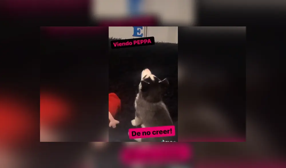 Desliza las imágenes para conocer los tiernos momentos que grabó un joven de su adorada mascota.