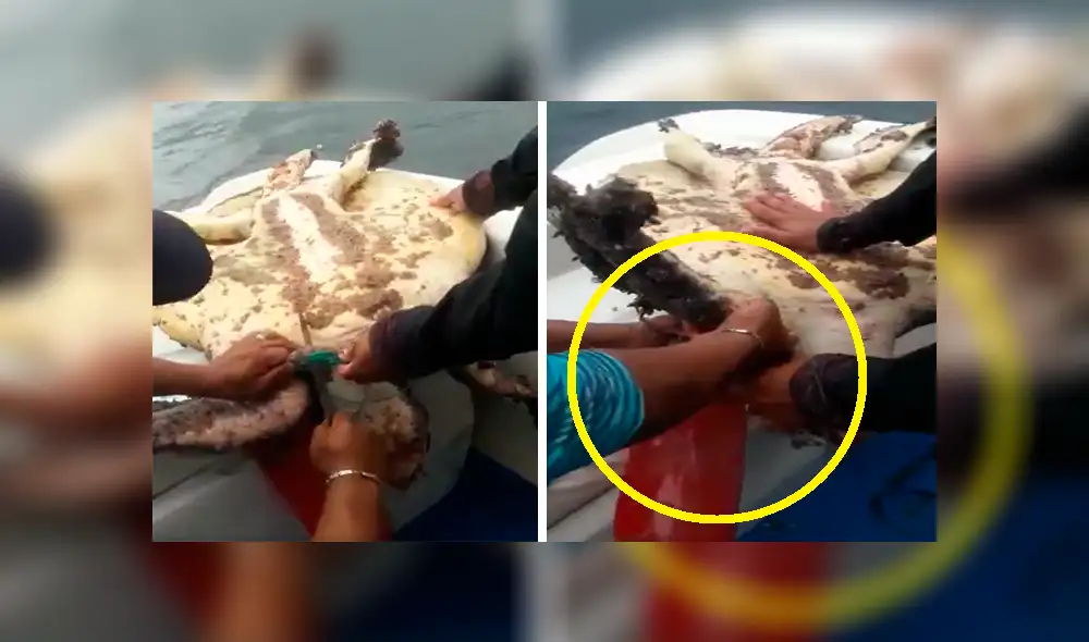 YouTube viral: pescadores encuentran a tortuga marina enganchada a desperdicios y la salvan [VIDEO] 