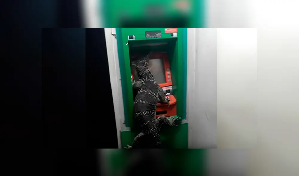 Video viral de YouTube muestra el perturbador momento que pasaron los usuarios de un cajero automático tras encontrar a un enorme lagarto Video viral de YouTube muestra el perturbador momento que pasaron los usuarios de un cajero automático tras encontrar a un enorme lagarto