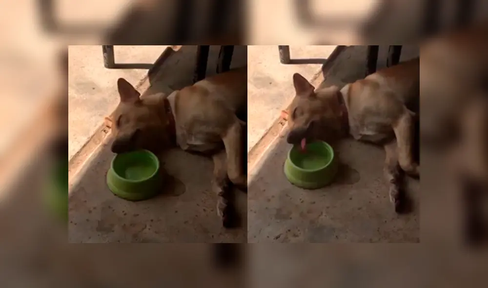 Desliza a la izquierda para ver el particular comportamiento que ha sorprendido a los usuarios de Facebook. Foto: Captura. Desliza a la izquierda para ver el particular comportamiento que ha sorprendido a los usuarios de Facebook. Foto: Captura.