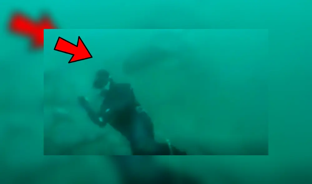 Feroz tiburón sorprende a buzo y desenlace deja en shock a miles
