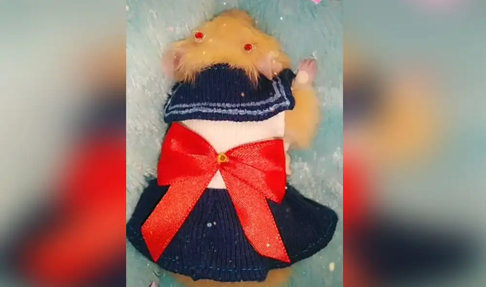 Desliza las imágenes para ver más detalles sobre este curioso traje que le hizo una joven a su mascota. Foto: captura de TikTok