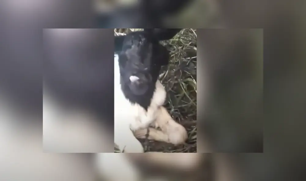 Desliza hacia la izquierda para ver las imágenes del viral de Facebook. Foto: Captura. Desliza hacia la izquierda para ver las imágenes del viral de Facebook. Foto: Captura.