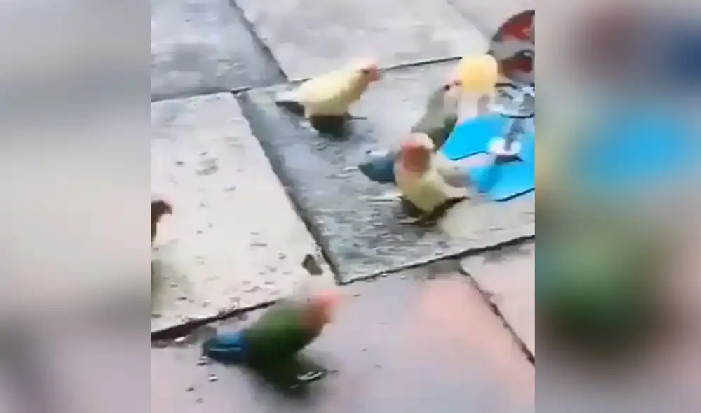 Desliza para conocer más detalles de esta cómica escena protagonizada por unos curiosos loros. Foto: captura de Facebook Desliza para conocer más detalles de esta cómica escena protagonizada por unos curiosos loros. Foto: captura de Facebook