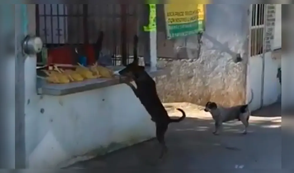 Facebook: Perro conmueve en redes sociales al robar pollo por tierna razón [VIDEO]