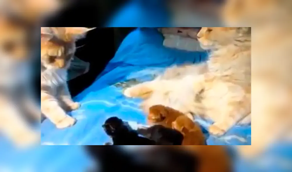 Facebook: Gata infiel es descubierta por su pareja y ocurre lo impensado 