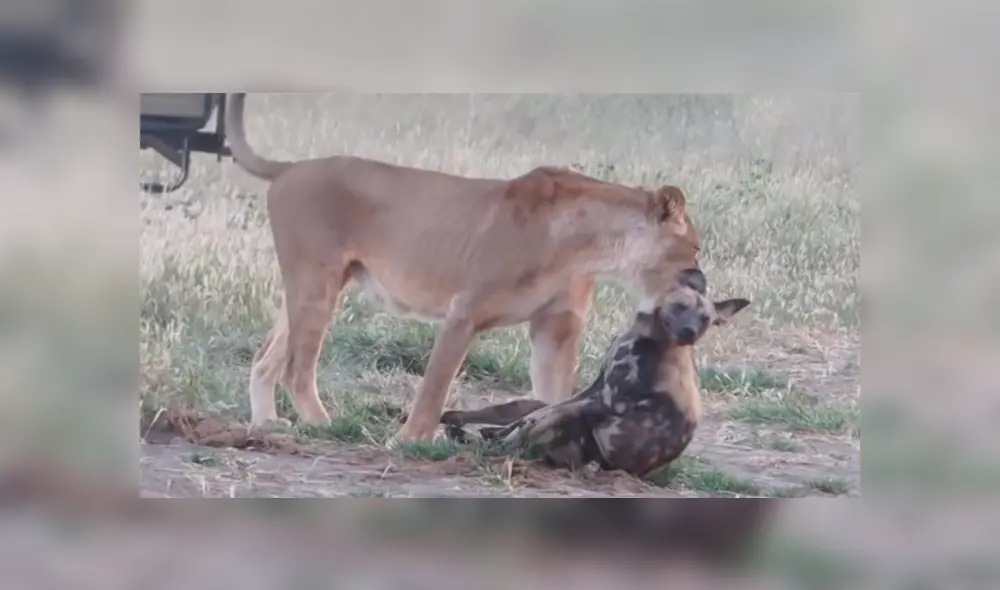 YouTube viral: Astuta hiena finge estar muerta para evitar que hambriento león la asesine [VIDEO]