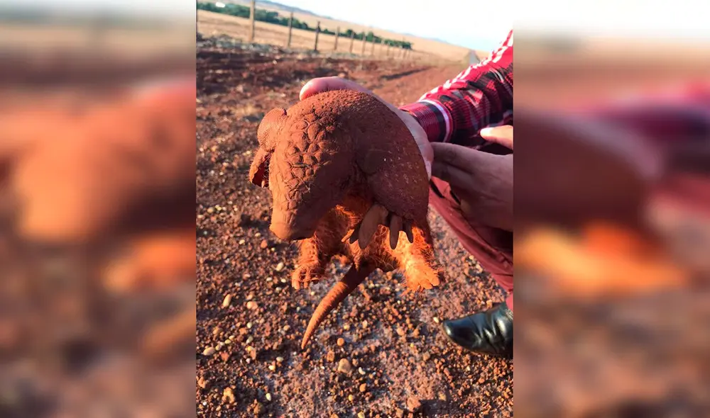 Desliza las imágenes para apreciar el tierno gesto de un hombre al brindar agua a un pequeño armadillo. Foto: Captura de YouTube