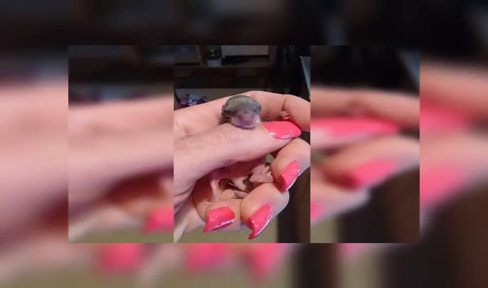 En Facebook, la joven encontró al pequeño animal en la calle con pocas probabilidades de sobrevivir y solo pesaba 4 gramos.