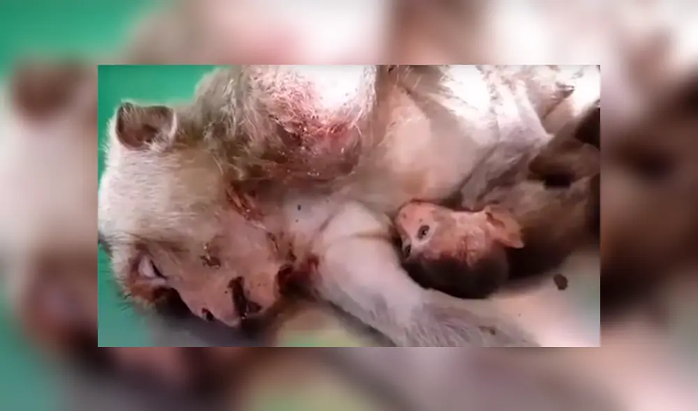 Una emotiva escena mostró como un pequeño mono no quiso despegarse del cuerpo de su madre fallecida. Una emotiva escena mostró como un pequeño mono no quiso despegarse del cuerpo de su madre fallecida.