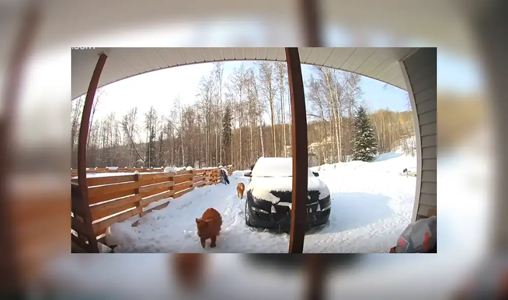 Desliza hacia la izquierda para ver el enfrentamiento entre los animales. Imágenes virales de Facebook.