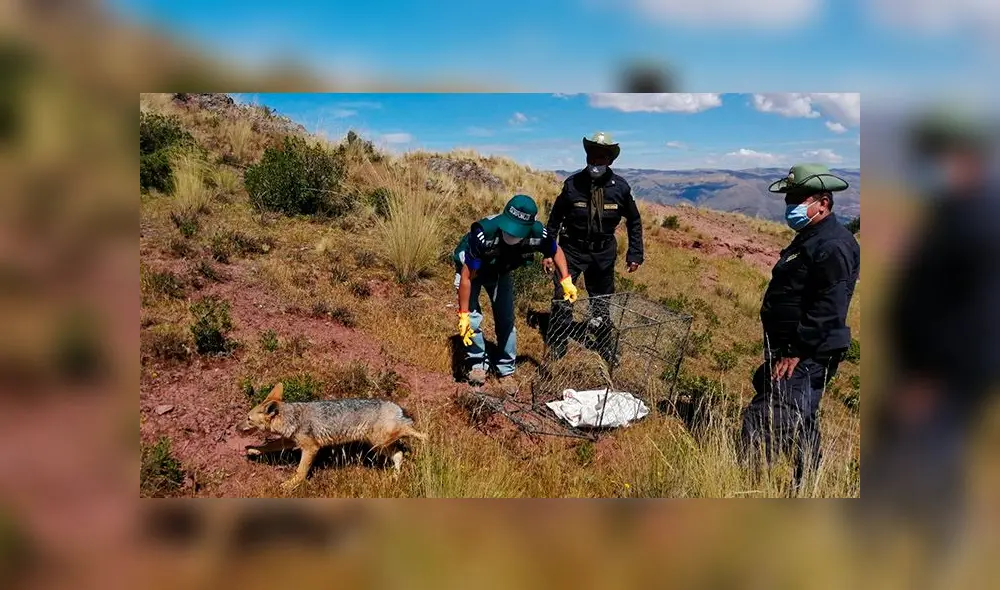 Personal del Serfor y la Policía Nacional lo liberó en las faldas del cerro Pilco. Personal del Serfor y la Policía Nacional lo liberó en las faldas del cerro Pilco.