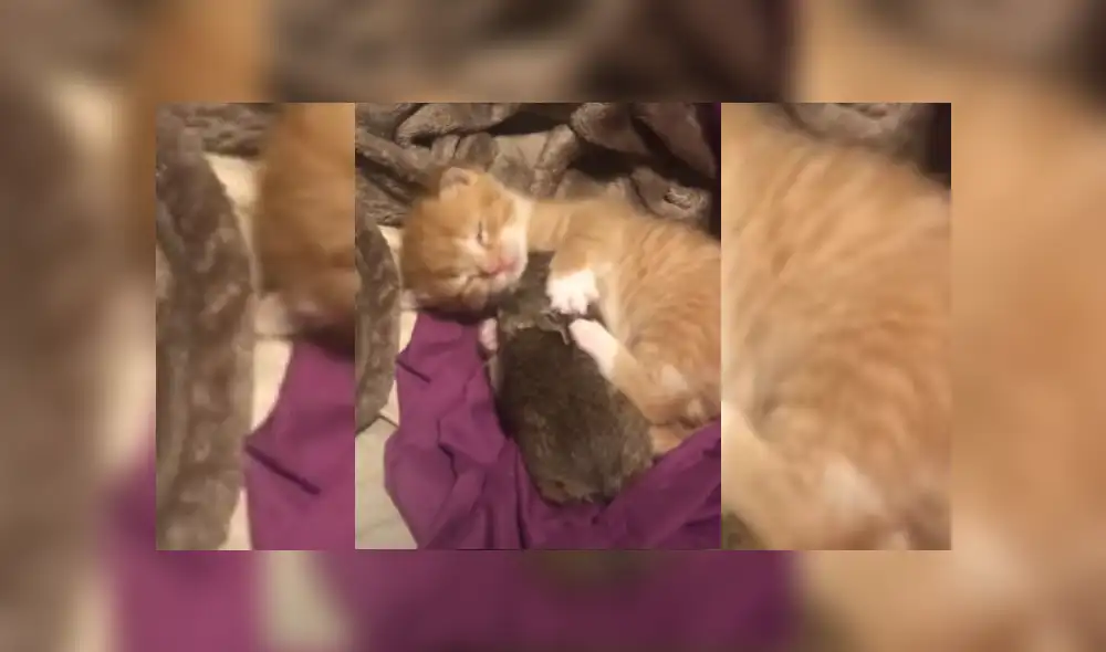 Desliza hacia la izquierda para ver más del video viral Desliza hacia la izquierda para ver más del video viral