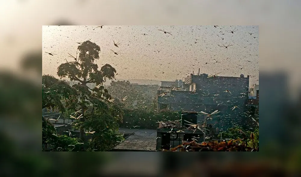 Miles de langostas volando en Jaipur, India, el 25 de mayo de 2020. Foto: EFE