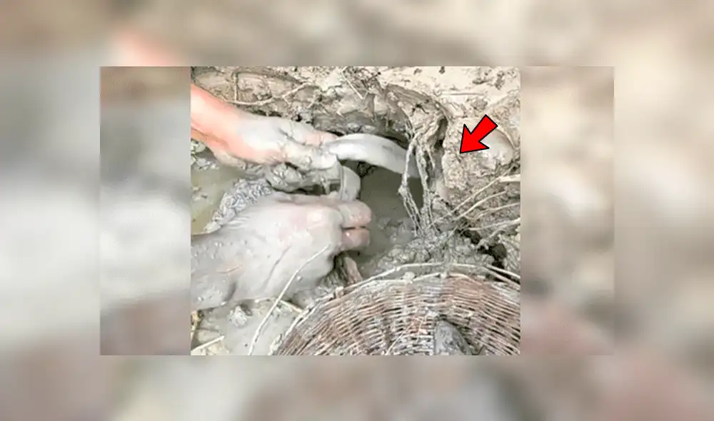 Facebook viral: descubre extraños peces tras introducir sus manos en fosa de lodo [VIDEO]