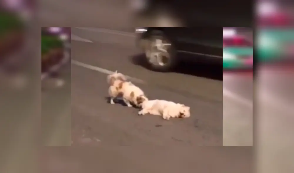 La conducta del can conmovió a conductores y transeúntes, quienes no dudaron en grabarlo y compartirlo en las redes La conducta del can conmovió a conductores y transeúntes, quienes no dudaron en grabarlo y compartirlo en las redes