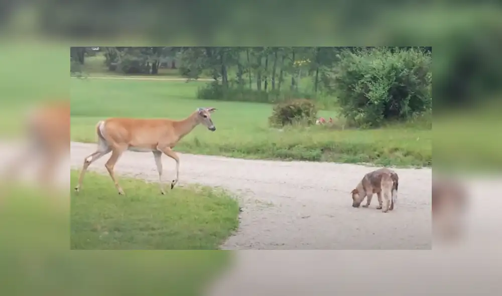 A través de YouTube se hizo viral un curioso encuentro entre un venado y un perro.
